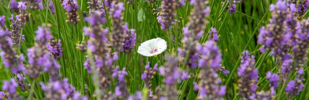 Weiße Blume unter violetten Blüten