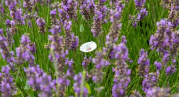 Weiße Blume unter violetten Blüten