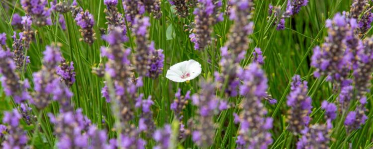 Weiße Blume unter violetten Blüten
